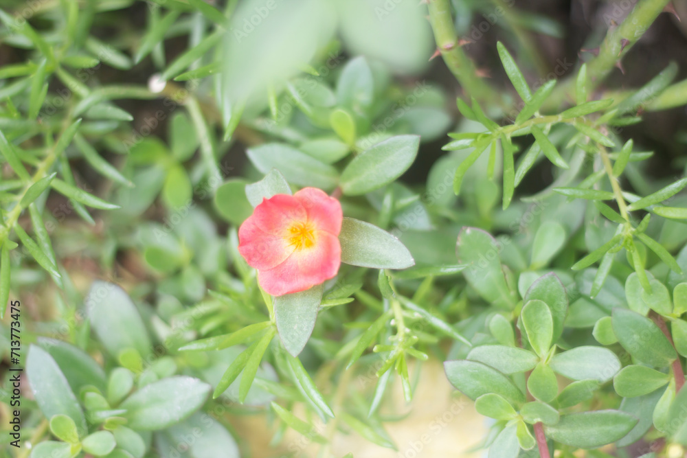 Red color flowers blooming and green background Red color flowers blooming and green background