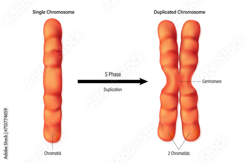 Structure of chromosome vector. Single and Duplicated chromosome. Duplication. Biological study. photo