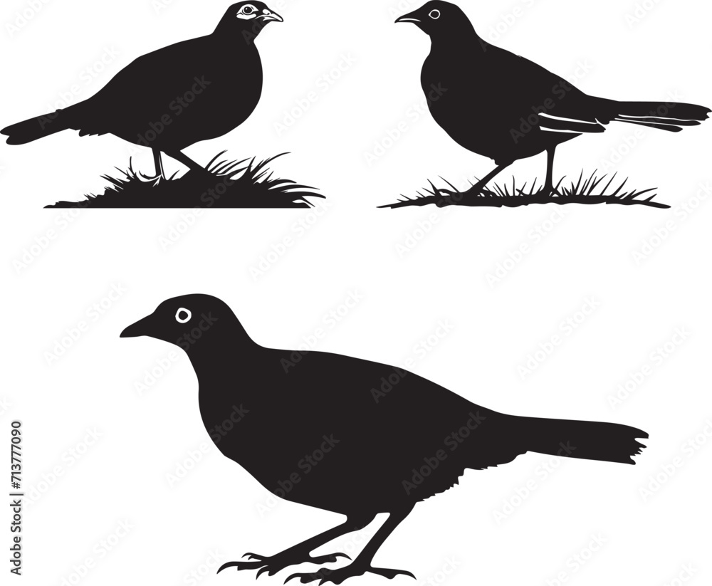 Fototapeta premium Quail black silhouette on white background