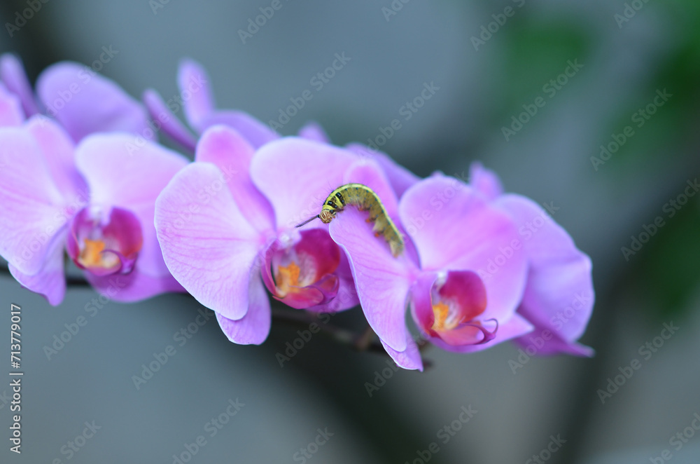 Naklejka premium A yellow, hairy caterpillar with a round head and branching hairs on the side of the head is a purple flower
