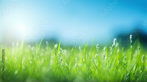 Green grass field and blue sky create a summer landscape background with a blurred effect.