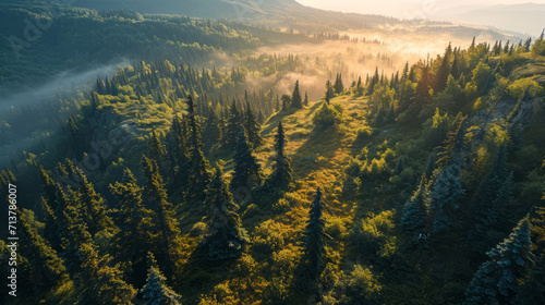 Aerial view of forest in the fog