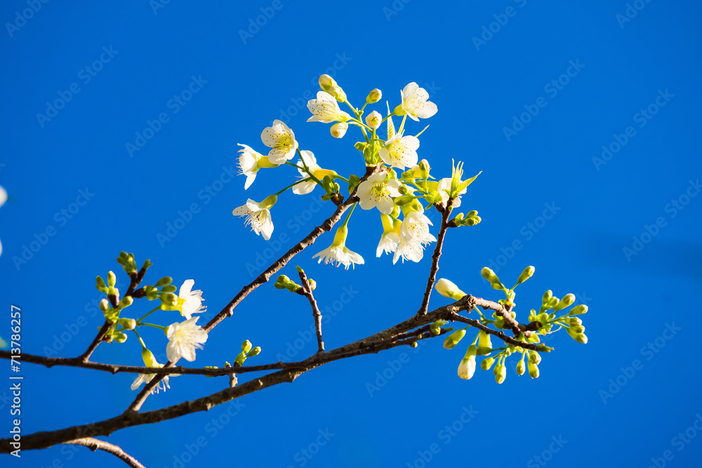 Pulm white blossom flowers against a blue sky Pulm white blossom flowers against a blue sky