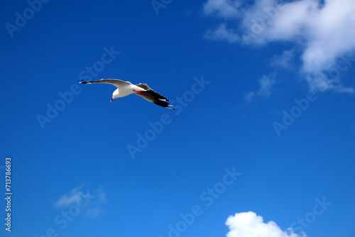 Silver gull (Chroicocephalus novaehollandiae) in flight : (pix Sanjiv Shukla)