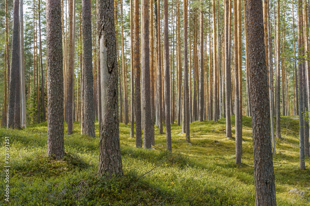 Fototapeta premium Springtime pine forest in Finland.