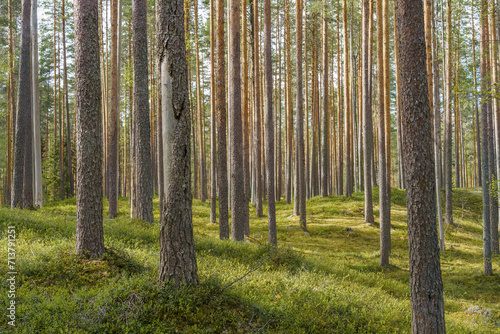 Fototapeta Naklejka Na Ścianę i Meble -  Springtime pine forest in Finland.