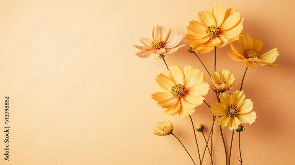 Obraz premium Capturing the Tranquility of Autumn: Aesthetic Floral Flat Lay with Beautiful Withered Cosmos Flowers in Minimal Trend, Top View Composition, Monochrome Background, and Copyspace Isolated for Creative