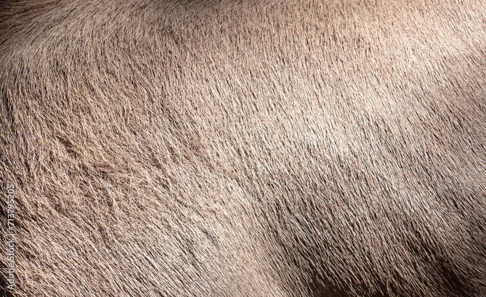 Hair on a deer skin as an abstract background. Texture Hair on a deer skin as an abstract background. Texture