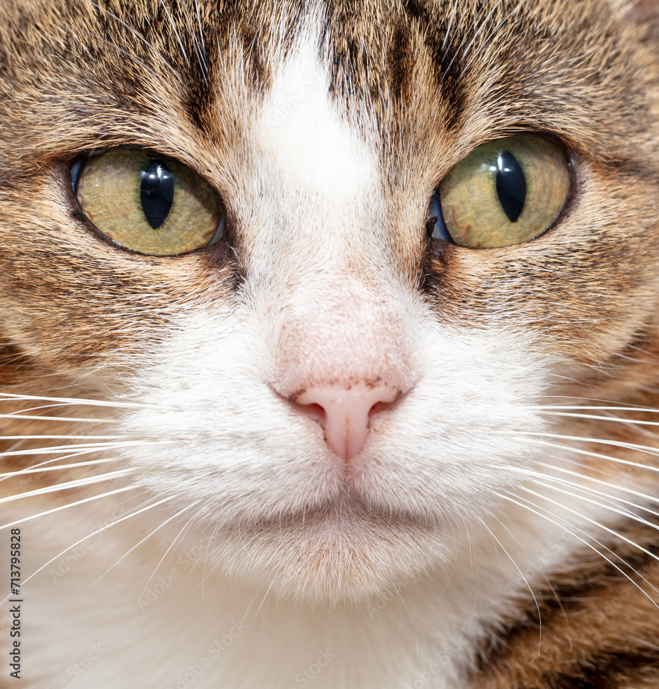 Close-up portrait of a cat