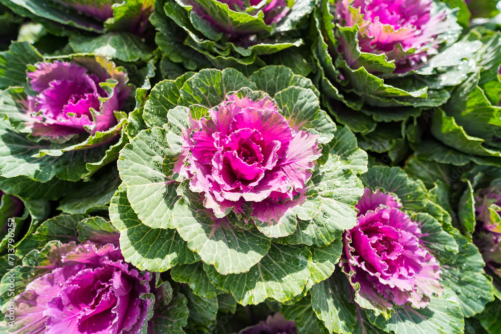 Fresh cabbage from a farmer's field. View of green cabbage plants. and purple collard greens,Non-toxic cabbage .Organic Fresh cabbage from a farmer's field. View of green cabbage plants. and purple collard greens,Non-toxic cabbage .Organic