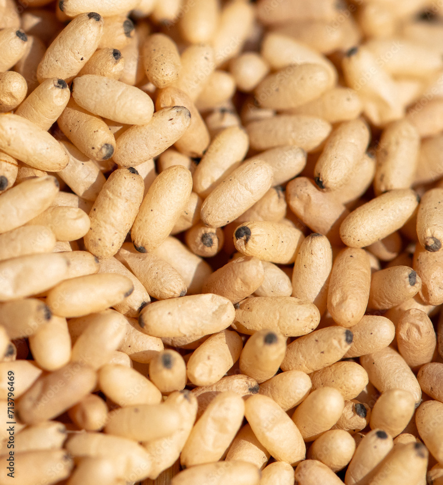 Close up of red ant eggs. Macro Close up of red ant eggs. Macro