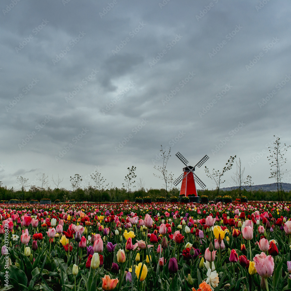 Bright tulips under a high gray sky