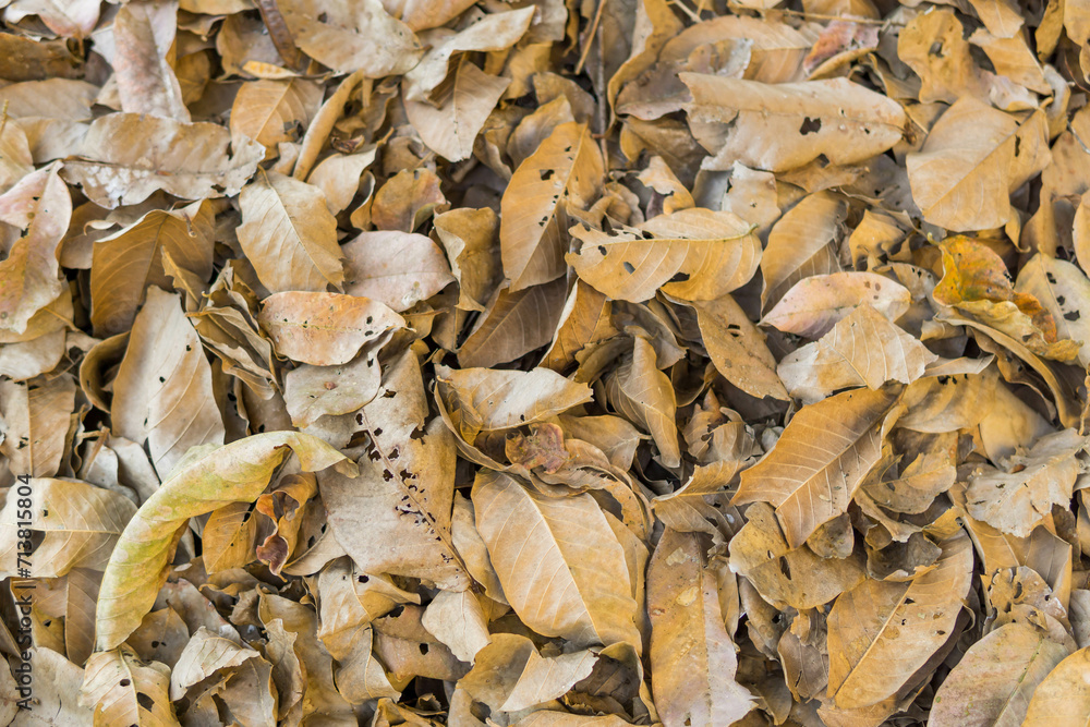 Dried brown leaves, texture of autumn leaves, colorful autumn fallen leaves in forrest.