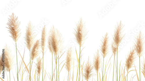Seamless pattern of Fountain Grass flower isolated on white background