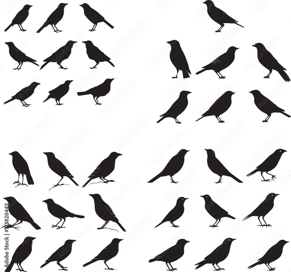 Set of Starling black silhouette on white background Set of Starling black silhouette on white background