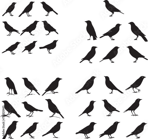 Set of Starling black silhouette on white background 
