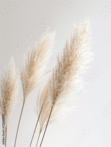 Pampas fluffy grass twigs on a white background