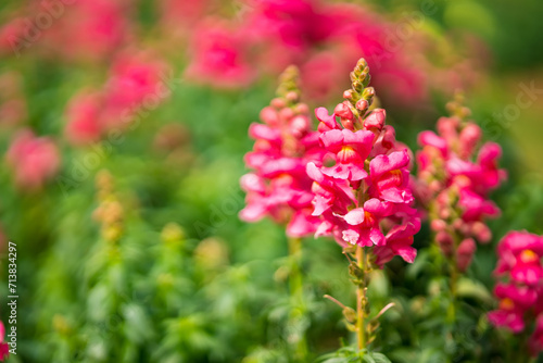 Colorful Snapdragon Flowerr in garden