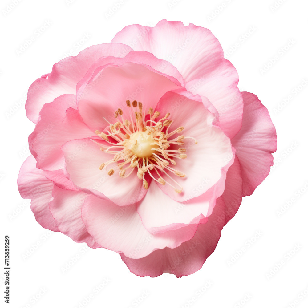A very beautiful white flower on transparency background PNG