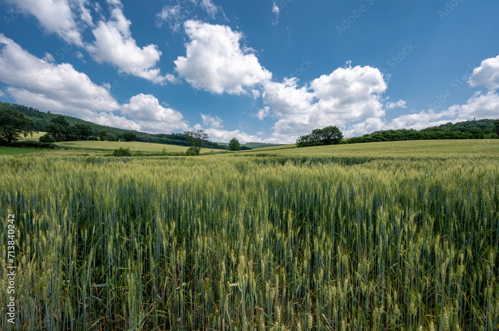 Naklejka premium Sweeping view over a summer wheat field with a few cumulus clouds in the deep blue sky.