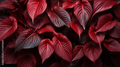 Dark red tropical leaves texture for abstract nature background with copy space