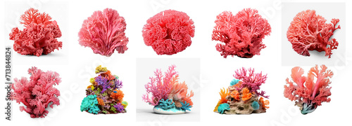 3d model of coral reef on transparency background PNG