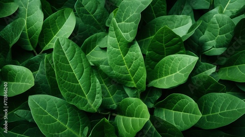 Close up of trendy green leaf texture  abstract macro apricot leaves creative background © Ilja