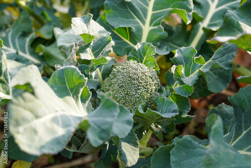 Broccoli growing in a garden.