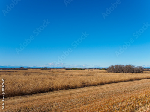                                                                                                                          2024   1   19              Beautiful and vast reed fields.  At WATARASE Retarding Basin  Tochigi  Japan  Ramsar Convention registered site. photo by January 19  2024. 