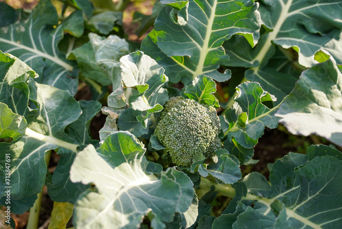 Overhead view of broccoli growing in a garden. 