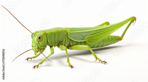 3d illustration of a grasshopper