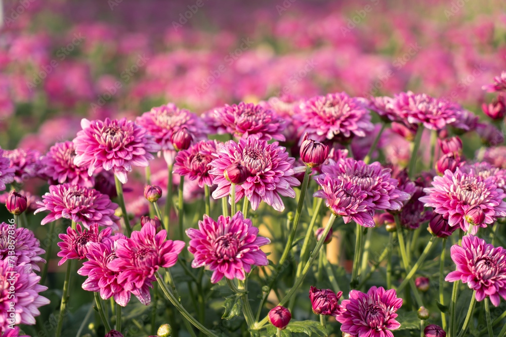 Obraz premium Blossom Chrysanthemum (Hardy Mums) flower in the garden with green leaf of summer sunshine. 