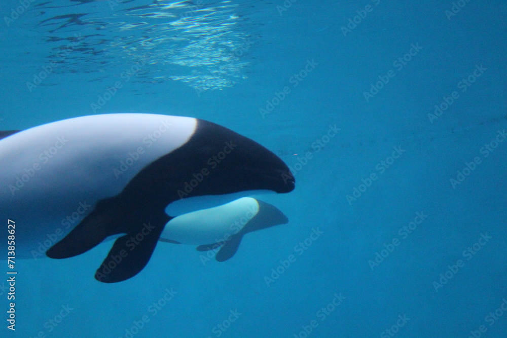 Obraz premium イロワケイルカ