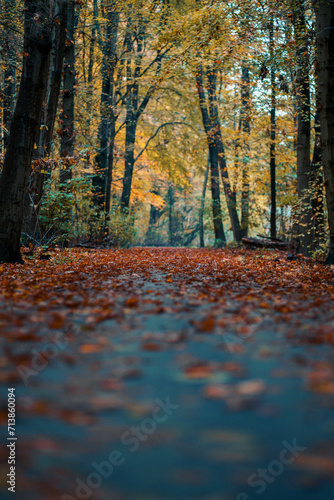 Autumn in the forest
