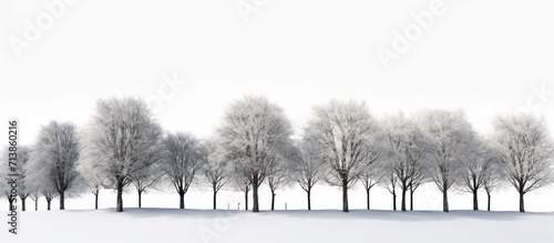 trees in the snow.Panorama of a snow-covered park. Beautiful winter setting. bright photo, blue sky with clouds.