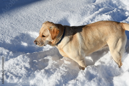 golden retriever in snow