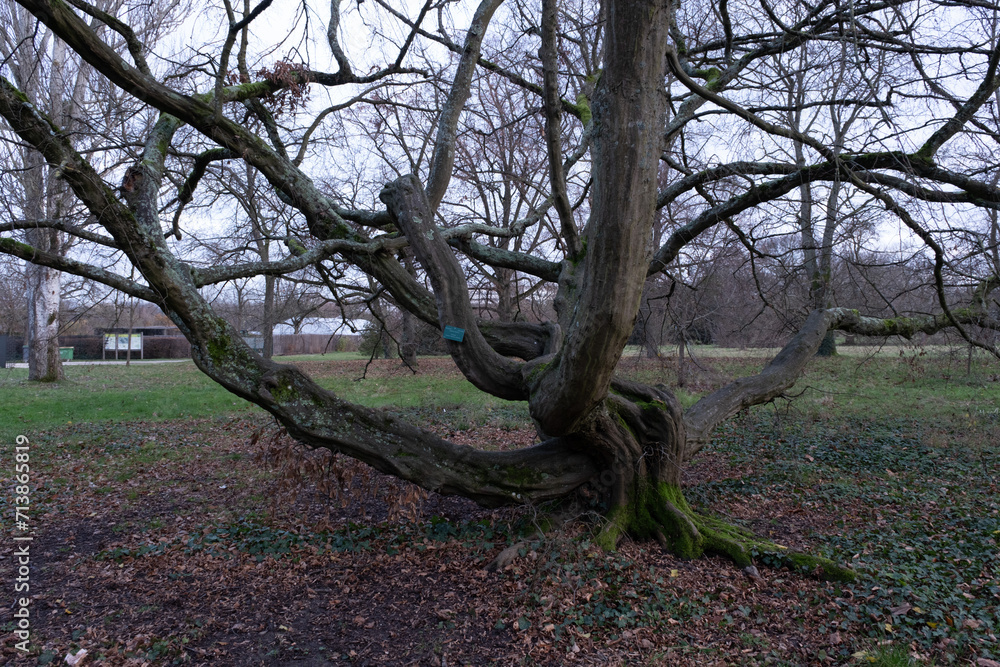 Trees in nature during winter. Various species. Trees in nature during winter. Various species.