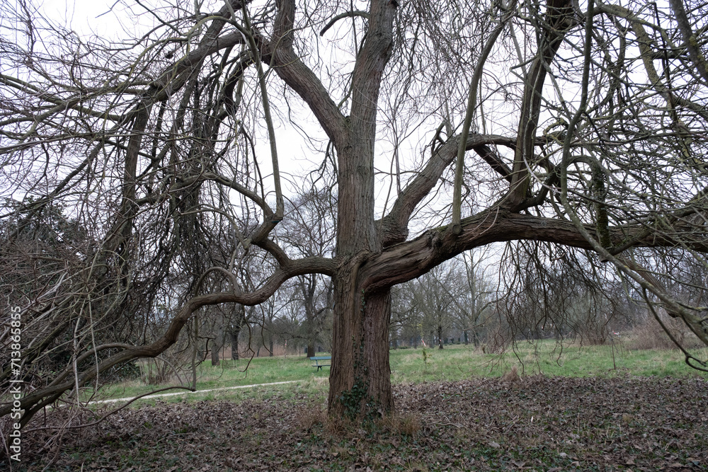 Fototapeta premium Trees in nature during winter. Various species.
