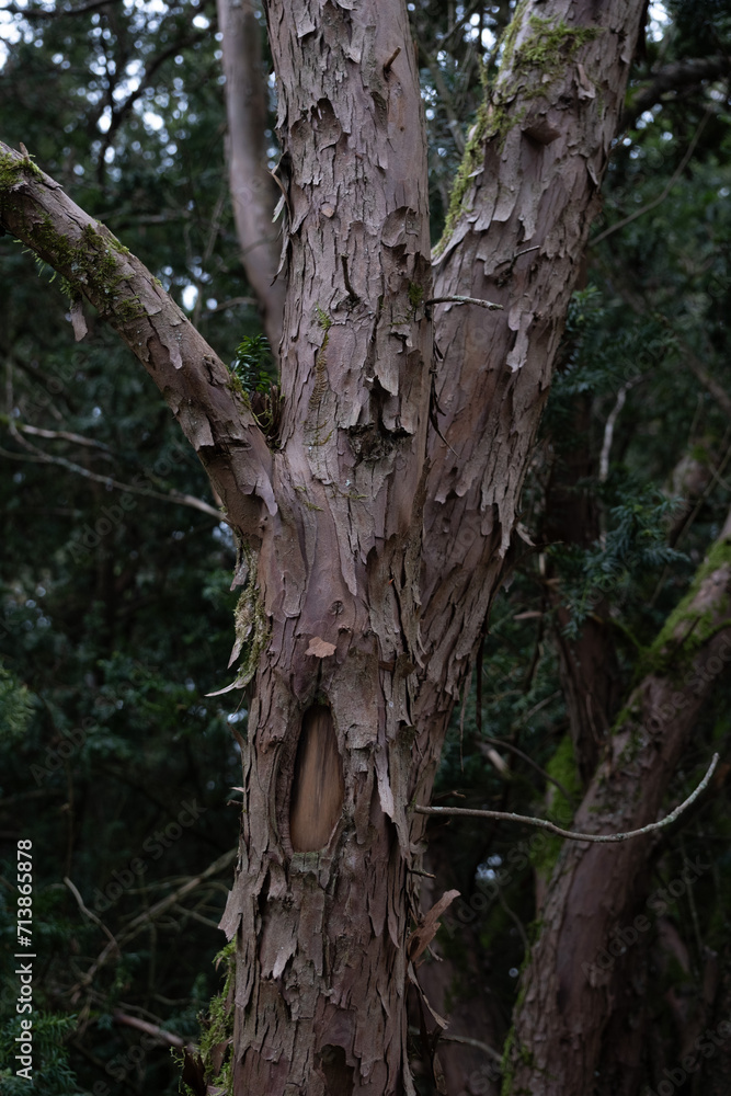 Trees in nature during winter. Various species. Trees in nature during winter. Various species.