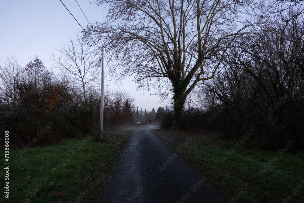 Trees in nature during winter. Various species.