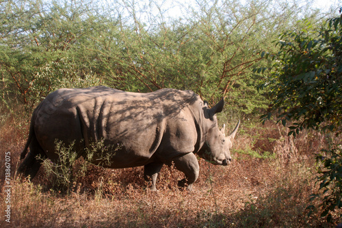 un rhinocéros dans la brousse africaine