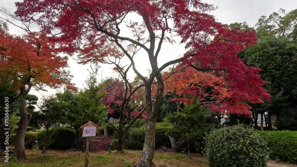 Autumn Leaves in Tranquil Park Autumn Leaves in Tranquil Park