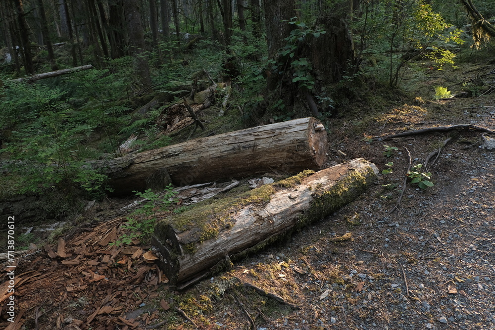 Obraz premium Natural variety that is observable in a deep forest, in West Canada. Vancouver. Early morning and daytime.