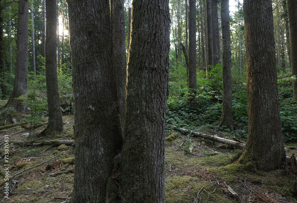 Natural variety that is observable in a deep forest, in West Canada. Vancouver. Early morning and daytime. Natural variety that is observable in a deep forest, in West Canada. Vancouver. Early morning and daytime.