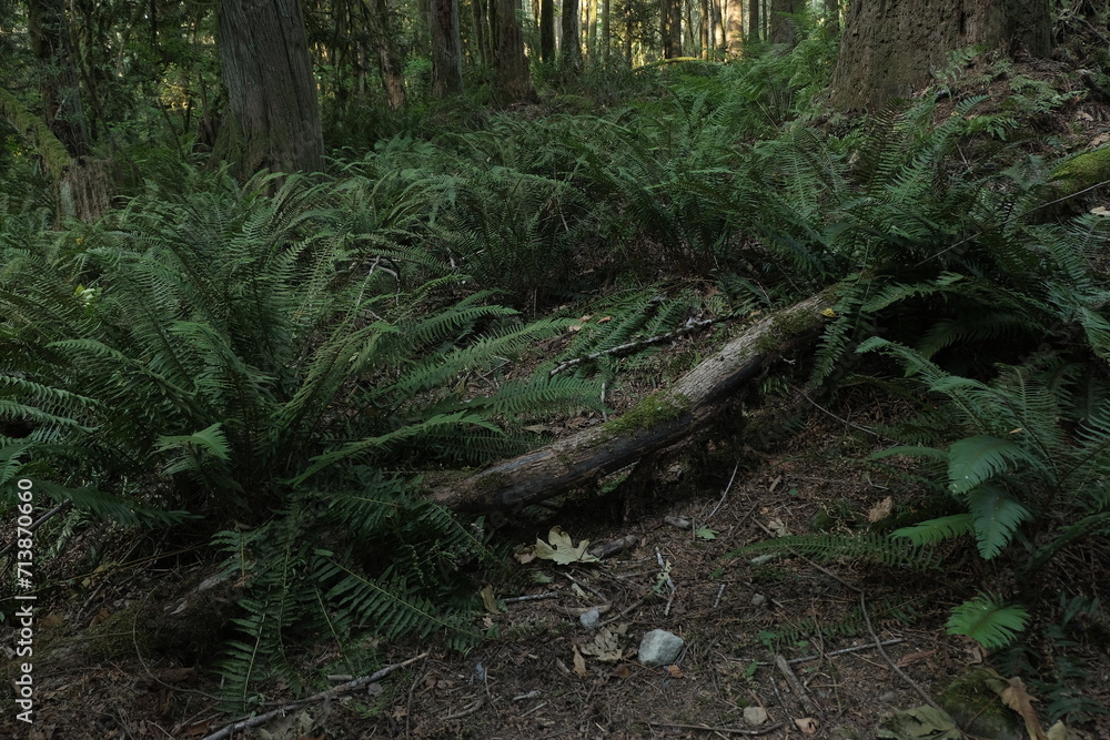 Natural variety that is observable in a deep forest, in West Canada. Vancouver. Early morning and daytime. Natural variety that is observable in a deep forest, in West Canada. Vancouver. Early morning and daytime.
