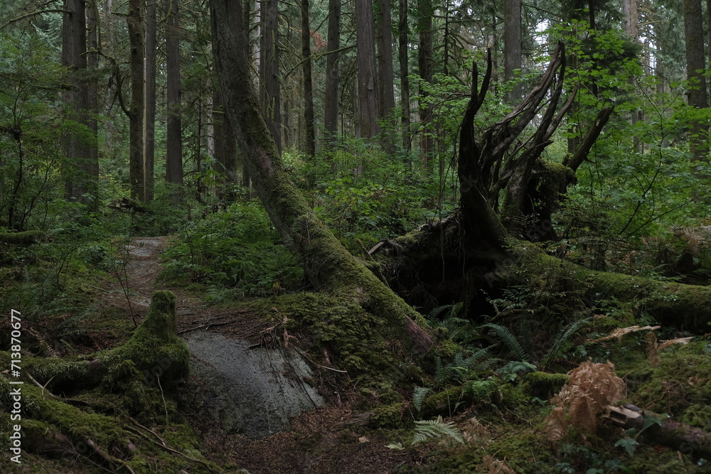 Natural variety that is observable in a deep forest, in West Canada. Vancouver. Early morning and daytime. Natural variety that is observable in a deep forest, in West Canada. Vancouver. Early morning and daytime.