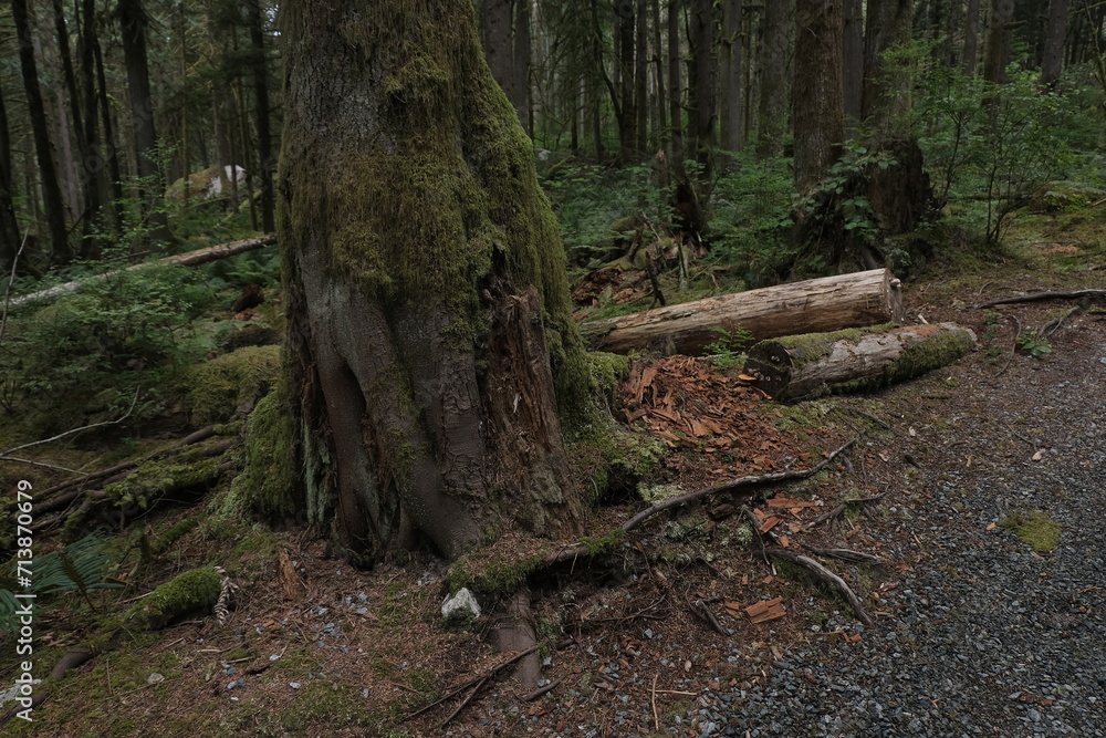 Fototapeta premium Natural variety that is observable in a deep forest, in West Canada. Vancouver. Early morning and daytime.