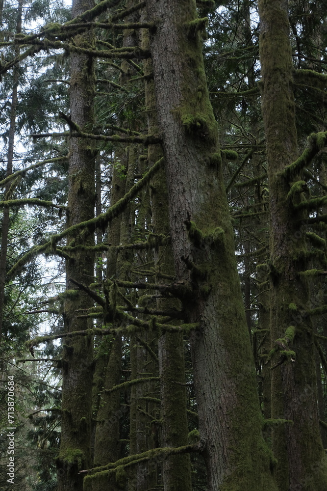 Obraz premium Natural variety that is observable in a deep forest, in West Canada. Vancouver. Early morning and daytime.