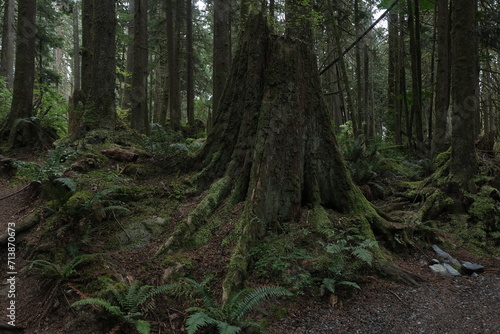 Natural variety that is observable in a deep forest, in West Canada. Vancouver. Early morning and daytime.