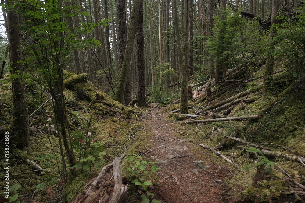 Natural variety that is observable in a deep forest, in West Canada. Vancouver. Early morning and daytime. Natural variety that is observable in a deep forest, in West Canada. Vancouver. Early morning and daytime.
